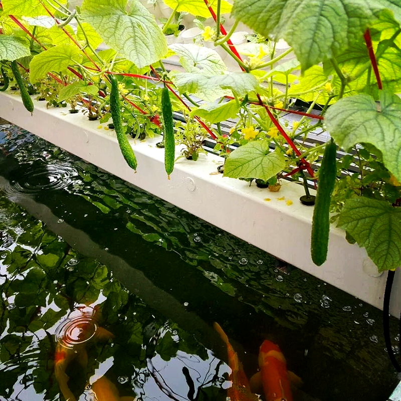 苏州市蔬菜大棚鱼菜共生 - 方案